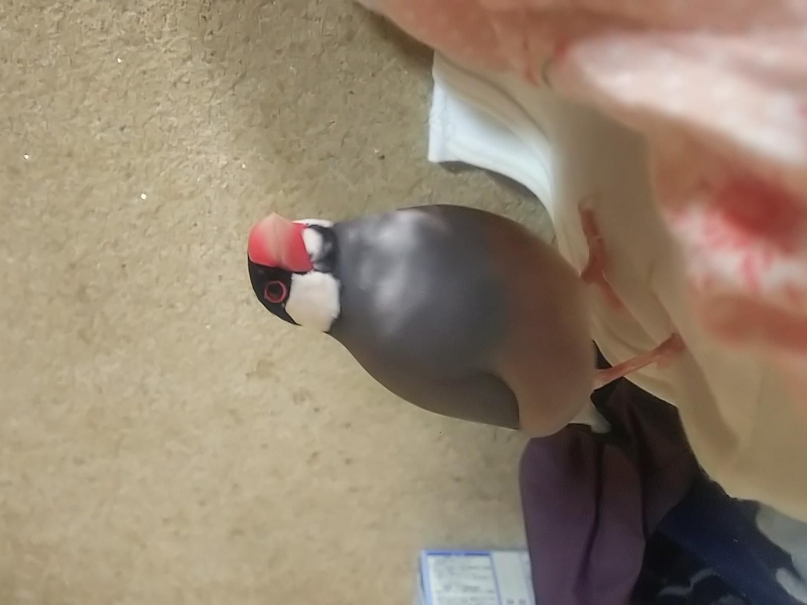 フェザーちゃん フェザーちゃん