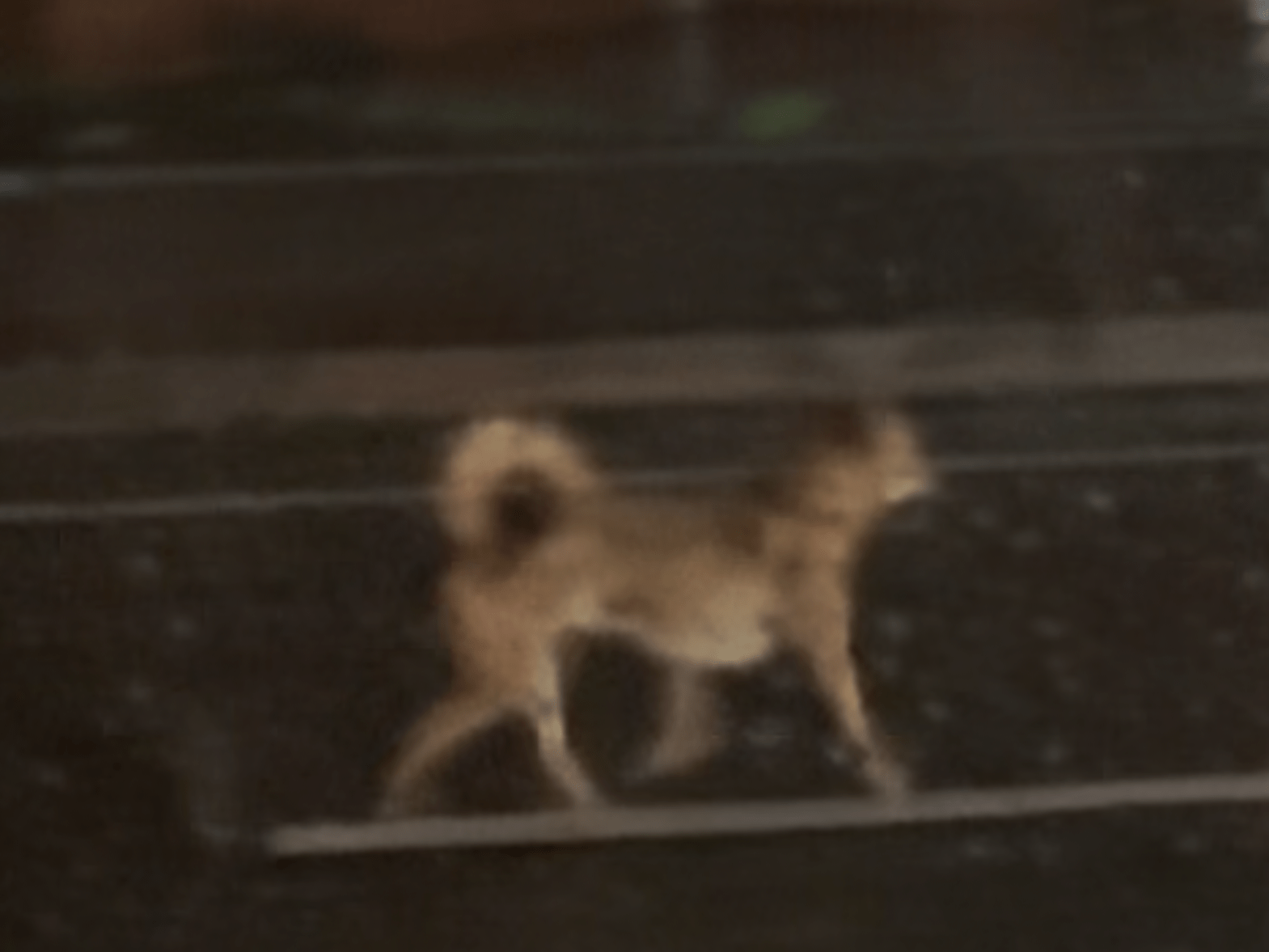目撃された犬 目撃された犬