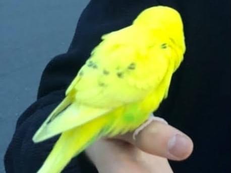 保護された鳥 保護された鳥