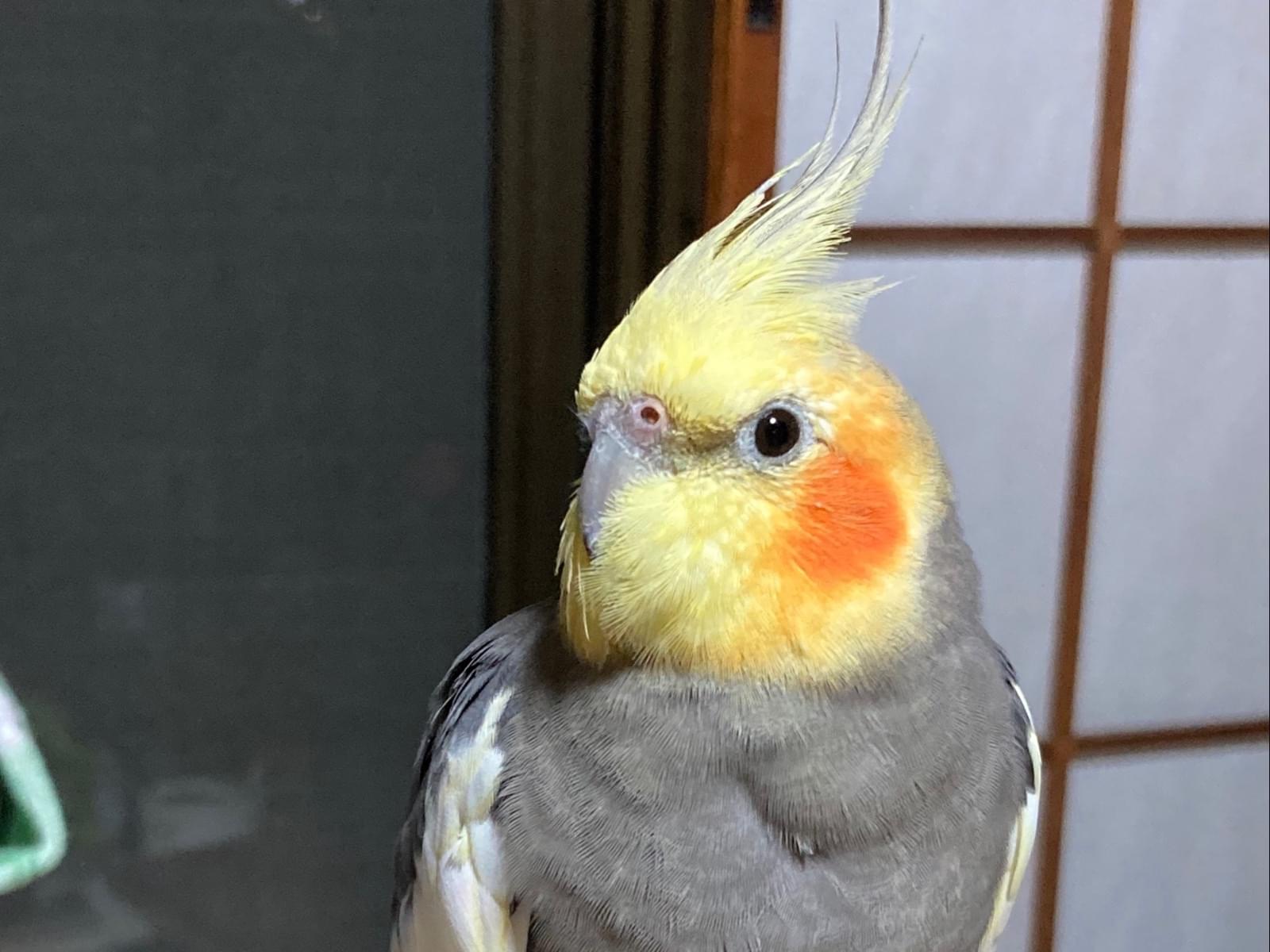 ピョンチャンちゃん ピョンチャンちゃん