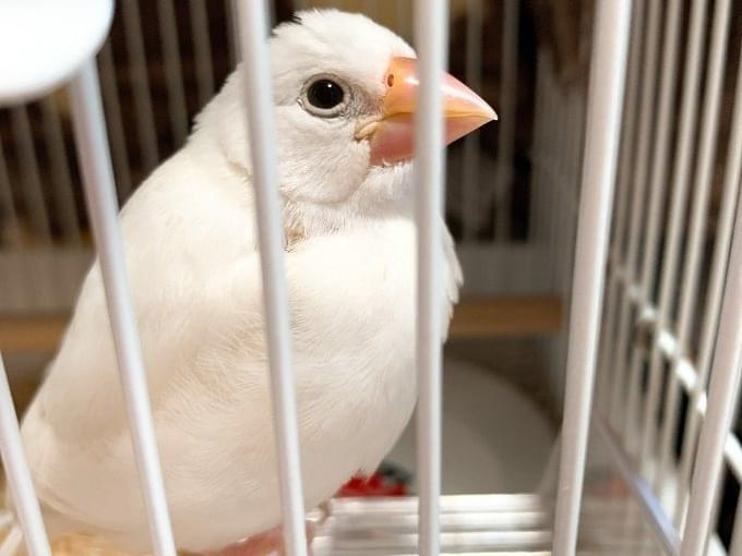 迷子になった鳥 迷子になった鳥