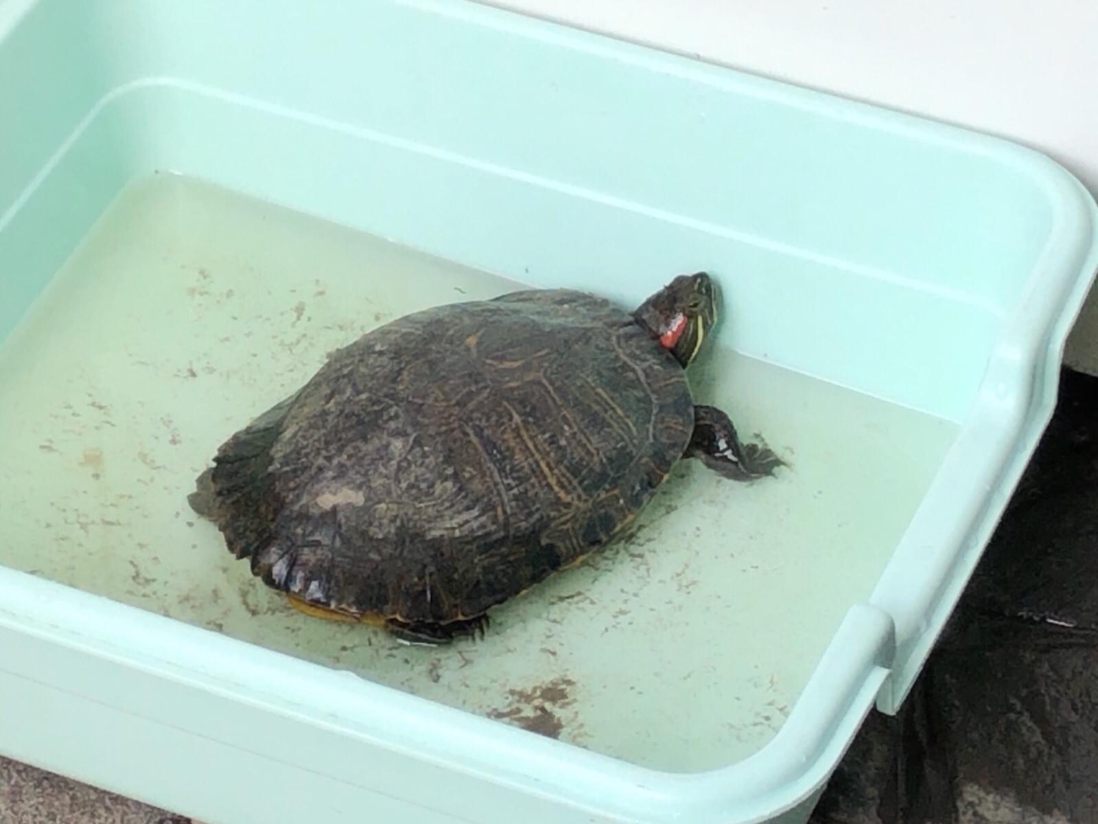 保護されたペット 保護されたペット