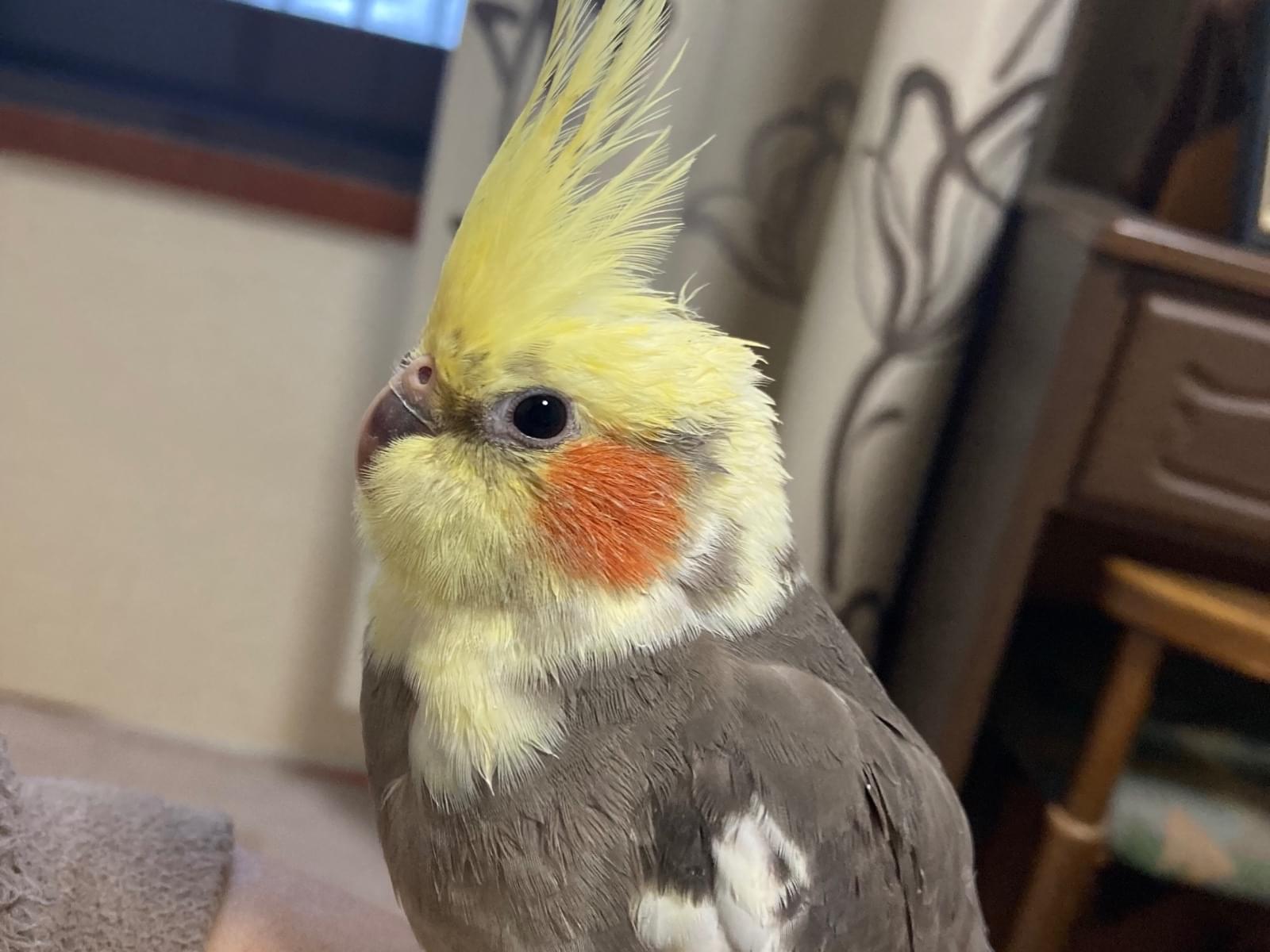 ぎんちゃん ぎんちゃん