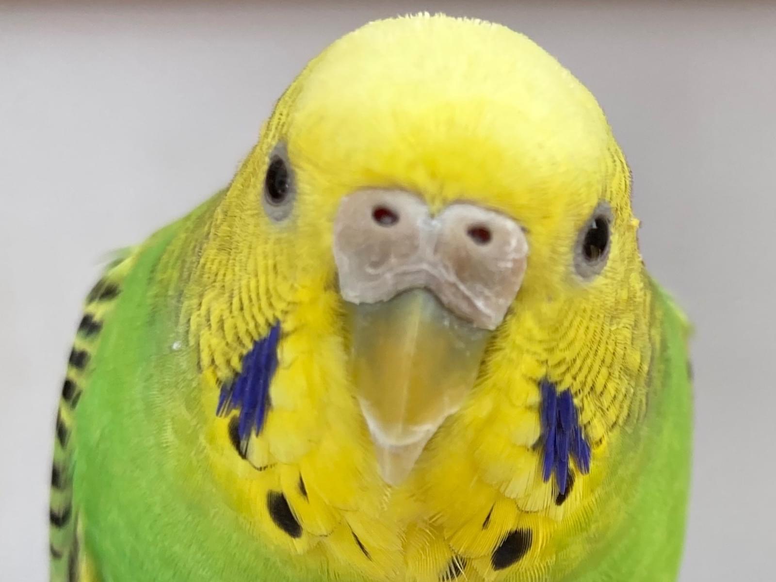 ひなちゃん ひなちゃん