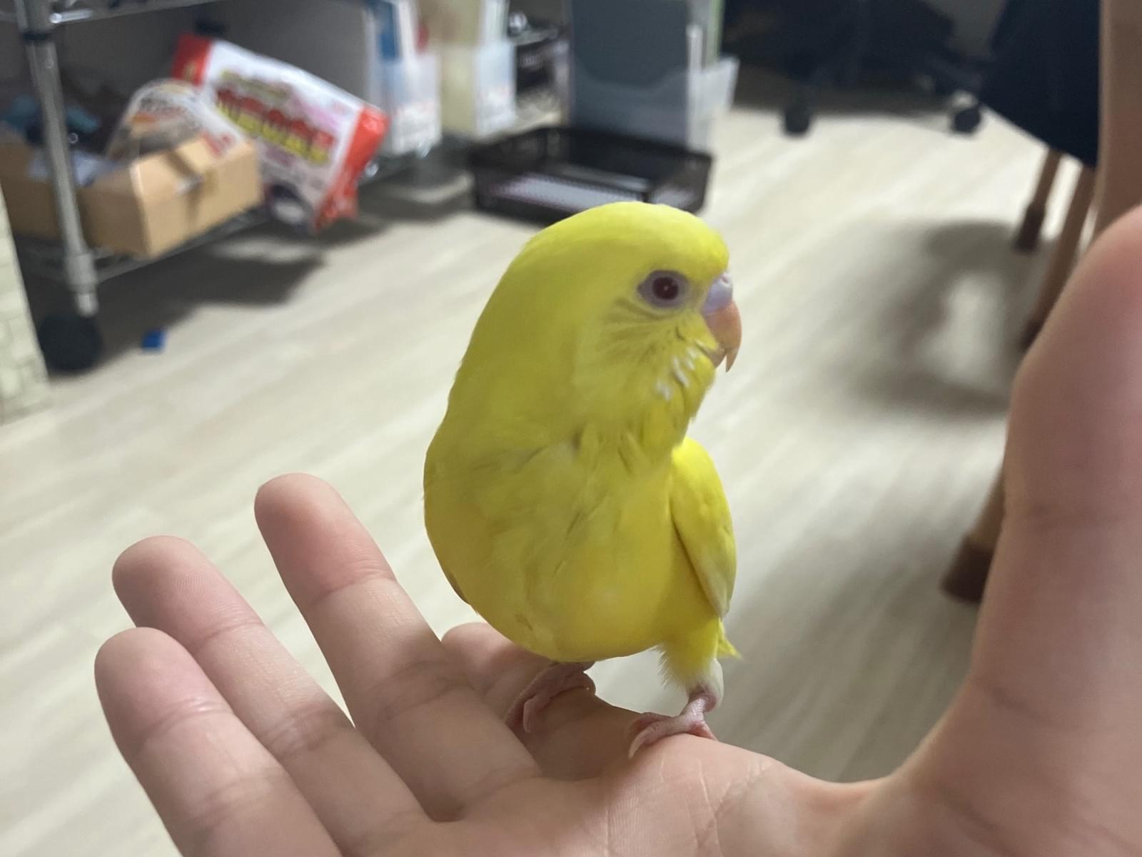 ぽぽちゃん ぽぽちゃん