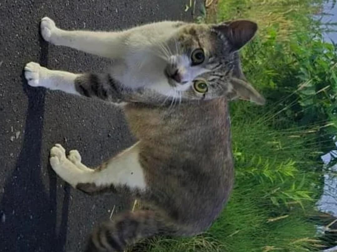 目撃された猫 目撃された猫