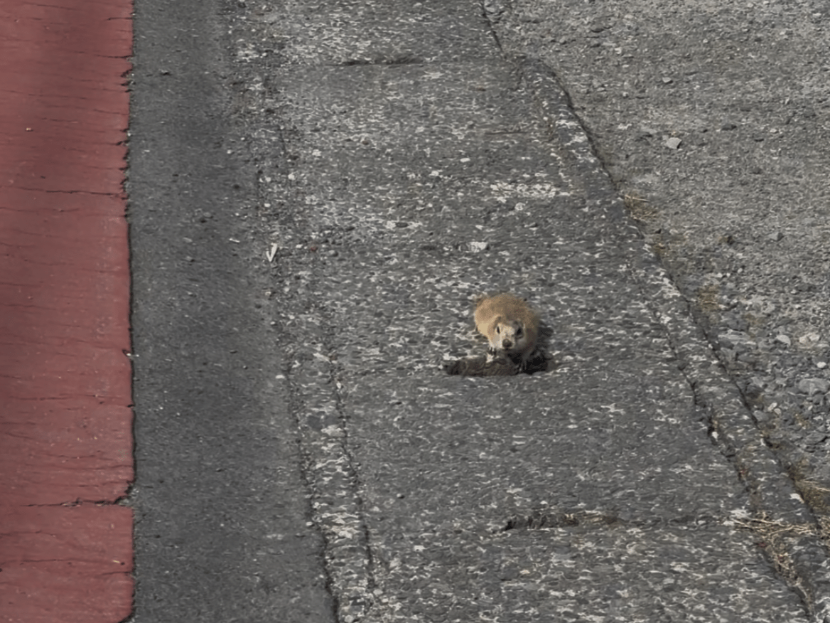 目撃されたペット