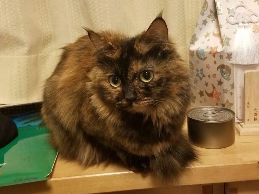 まめちゃん まめちゃん
