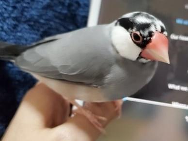 ぶんちゃん ぶんちゃん