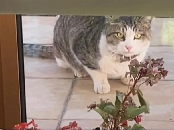 目撃された猫 目撃された猫