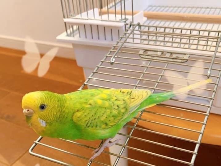 すーちゃん すーちゃん