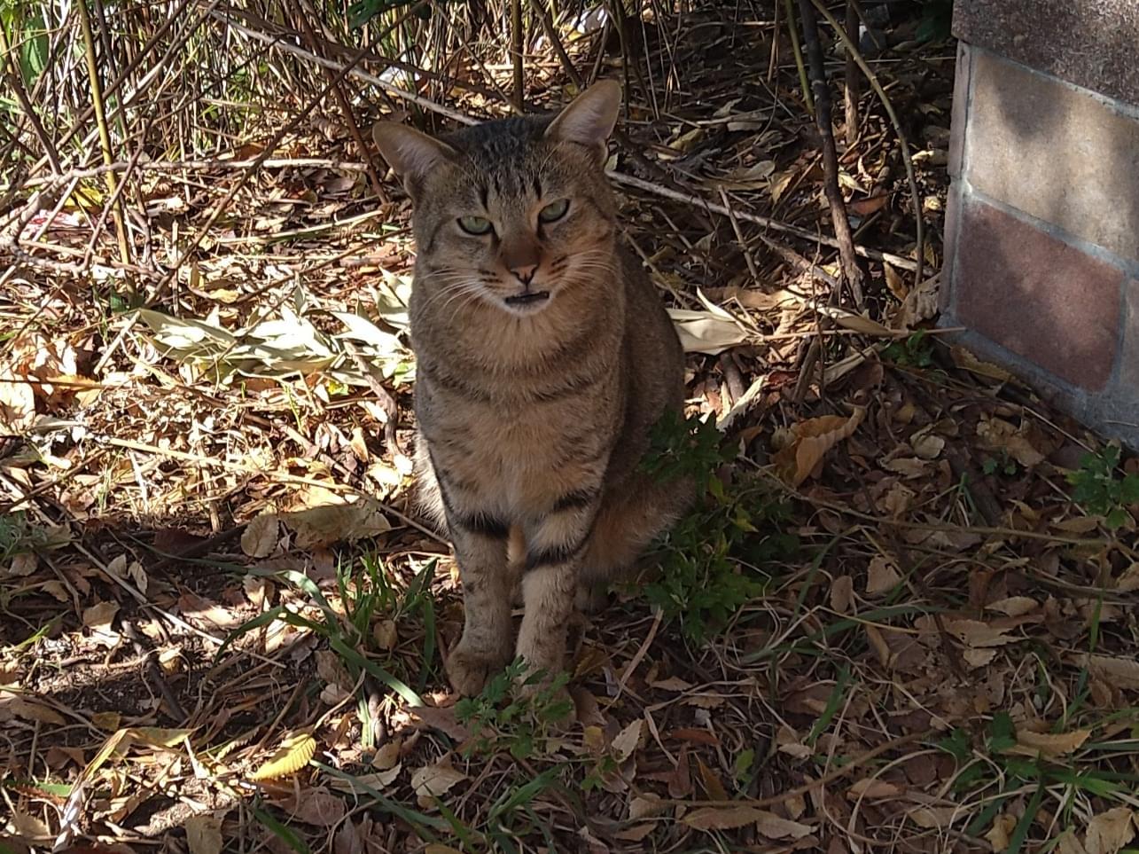 目撃された猫 目撃された猫
