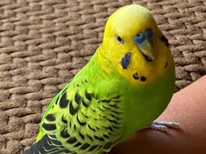 ポポちゃん