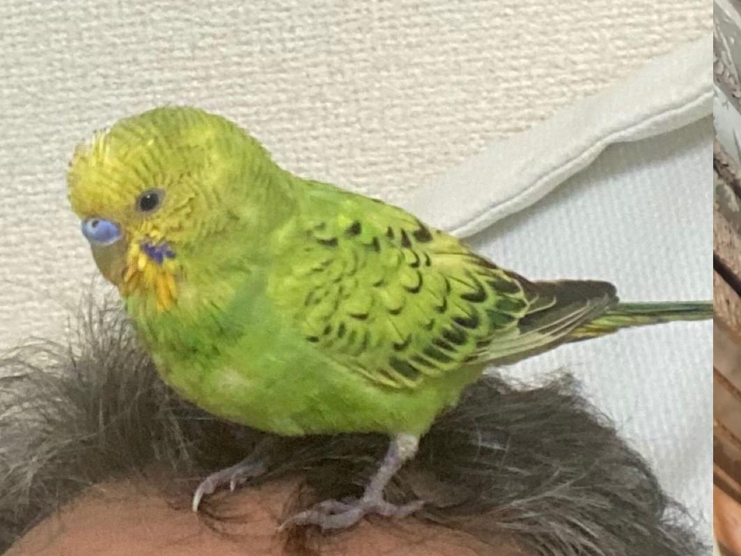 ショキトちゃん ショキトちゃん