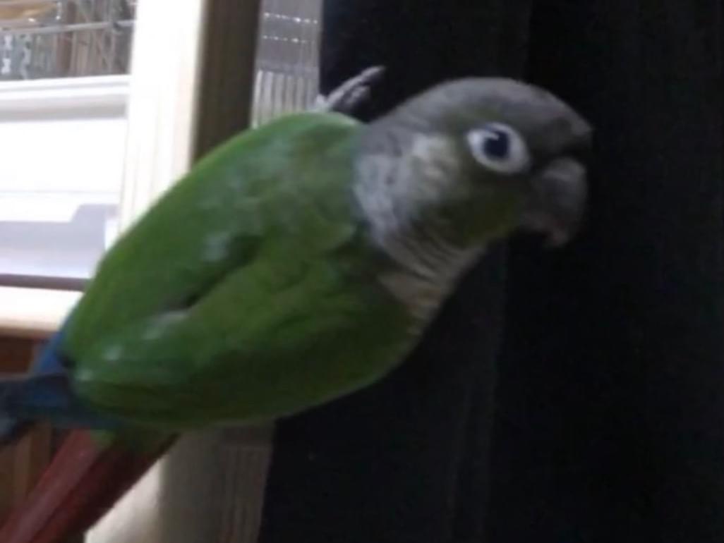 もこちゃん もこちゃん