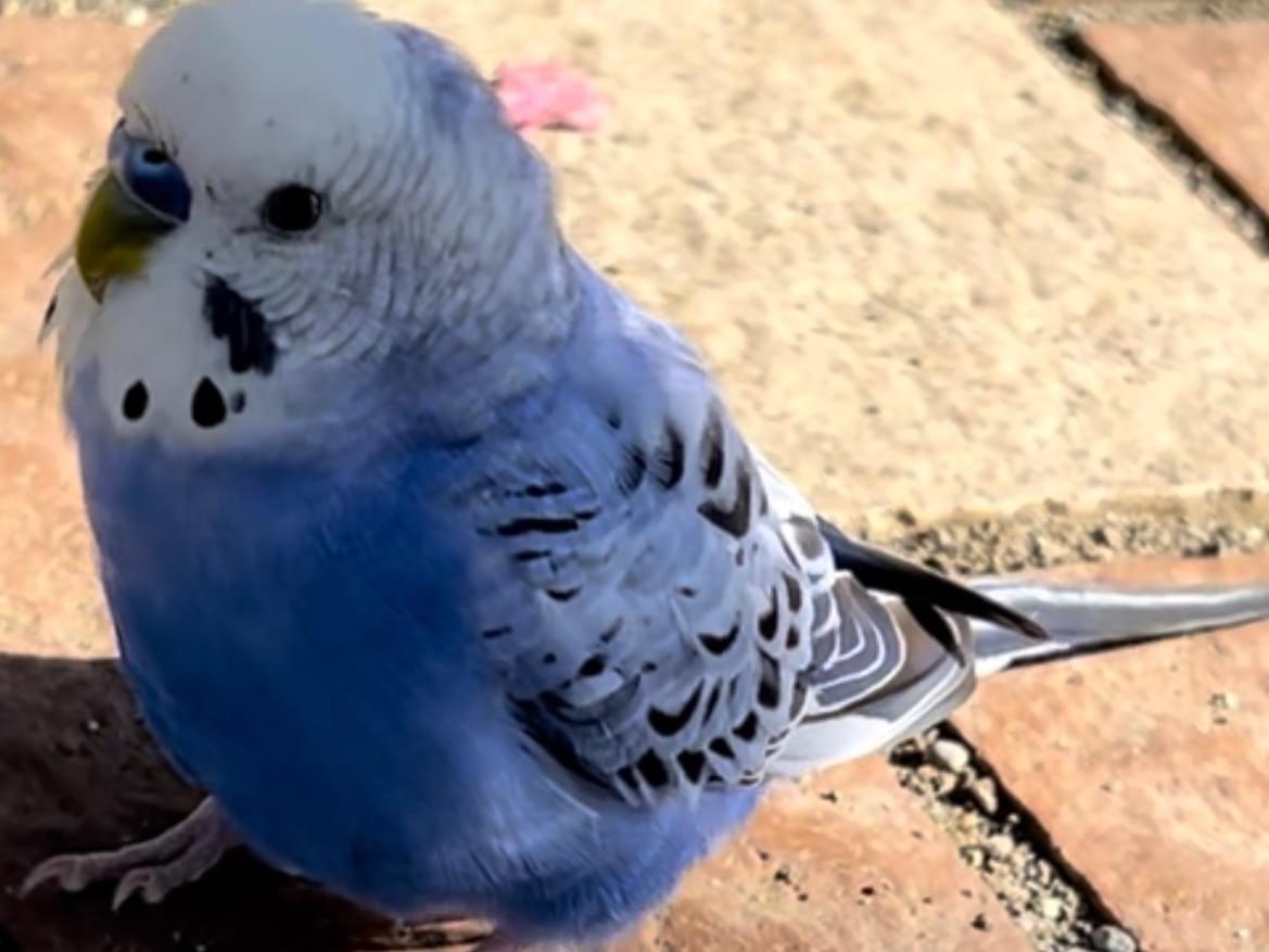目撃された鳥 目撃された鳥