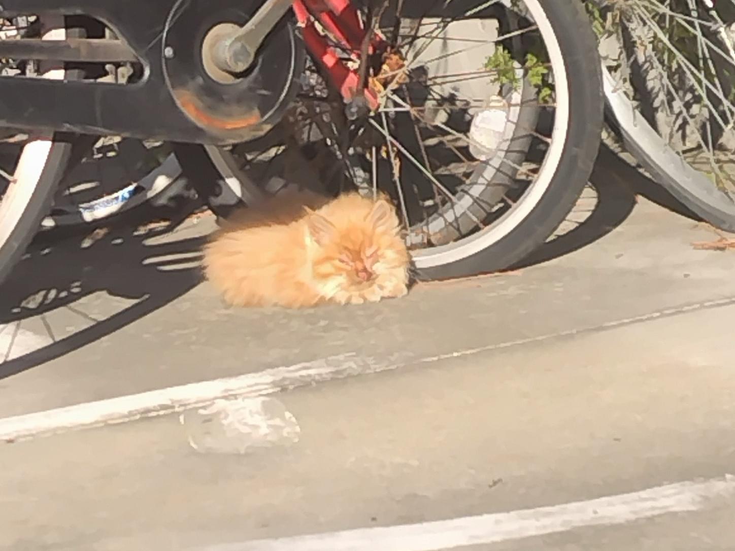 目撃された猫 目撃された猫