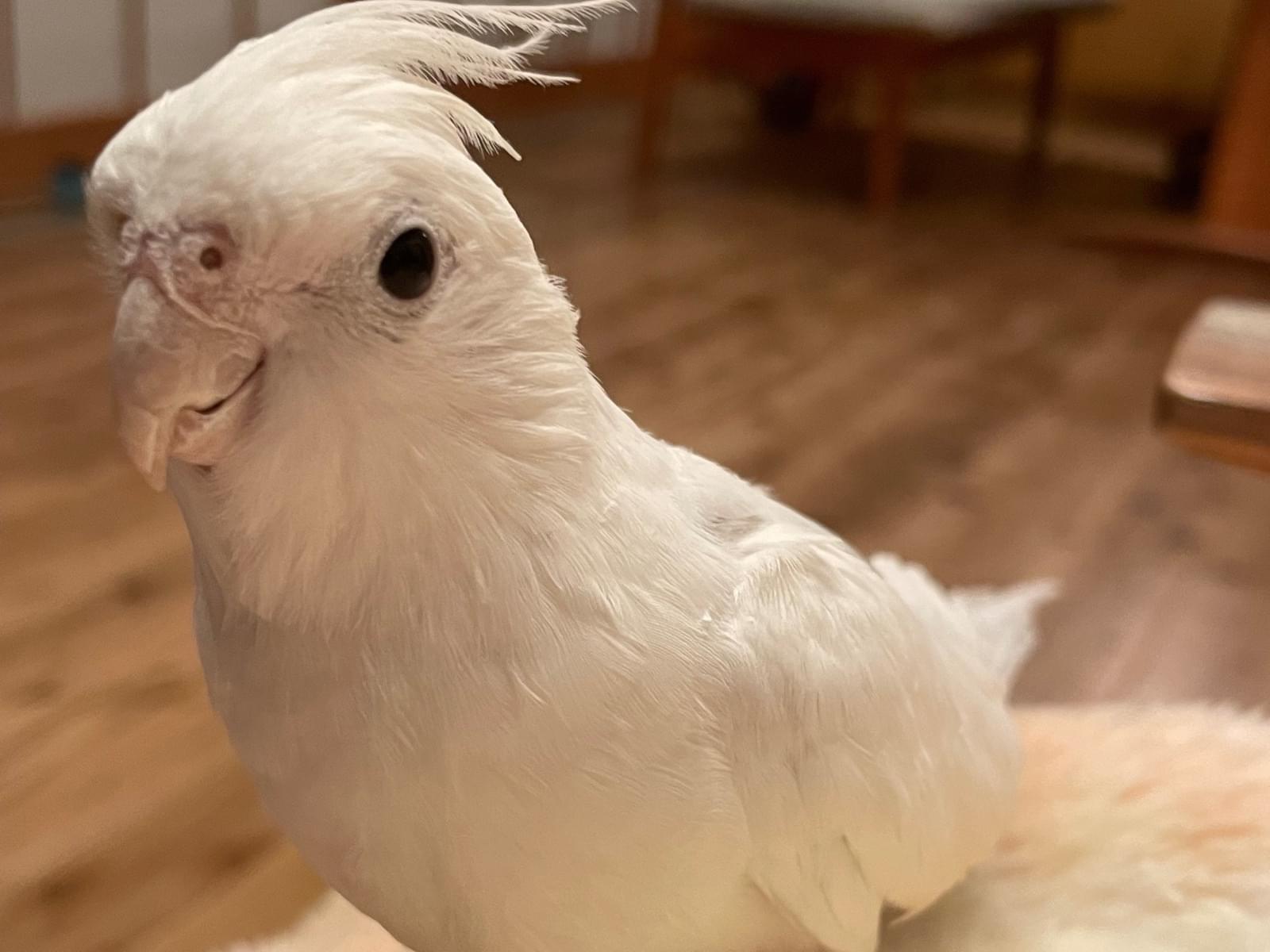 おもちちゃん おもちちゃん
