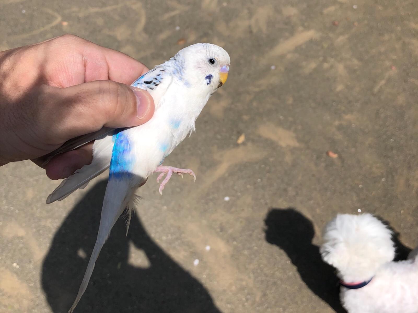 保護された鳥 保護された鳥