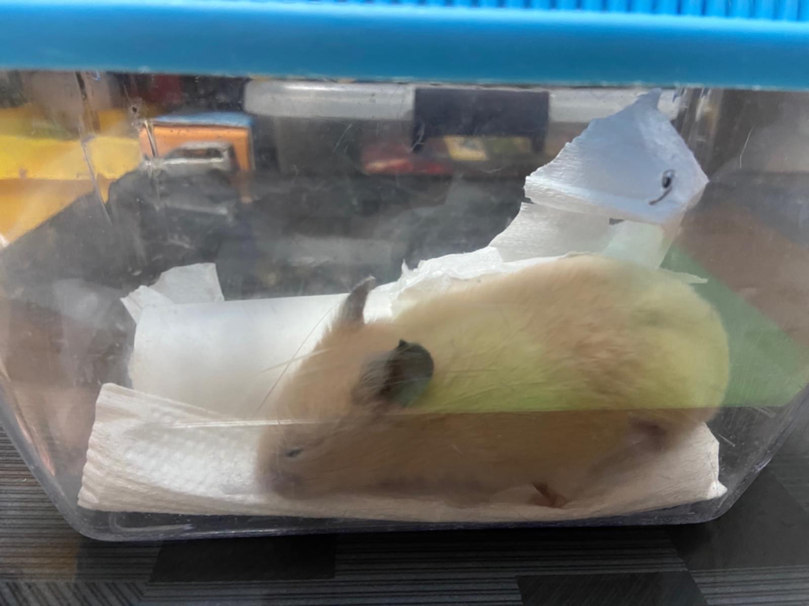 保護されたペット 保護されたペット