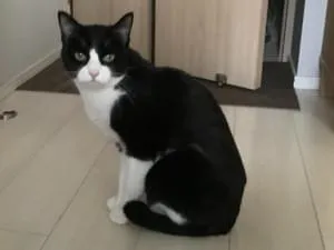 鍵シッポの白黒ハチワレ猫を探しています