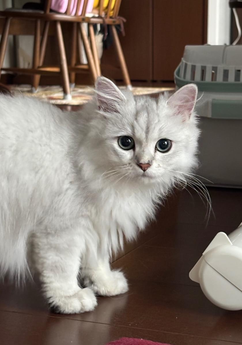 ペルシャ猫を探しています