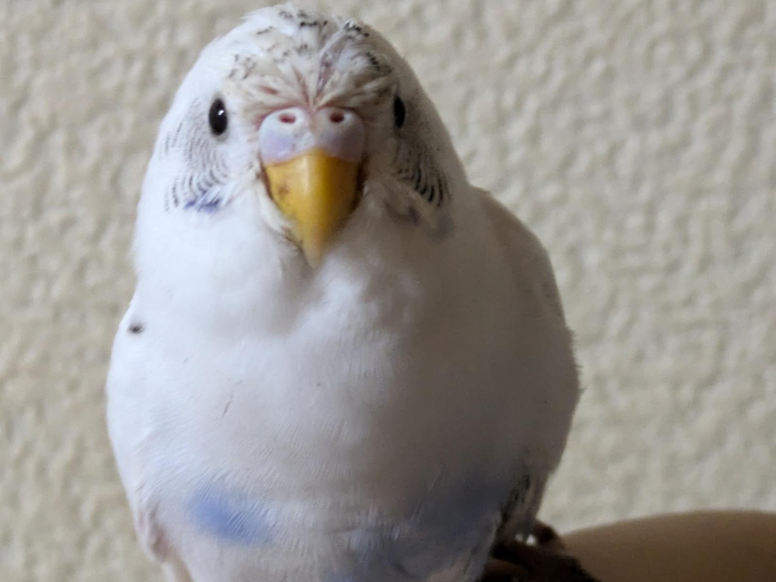 保護された鳥 保護された鳥