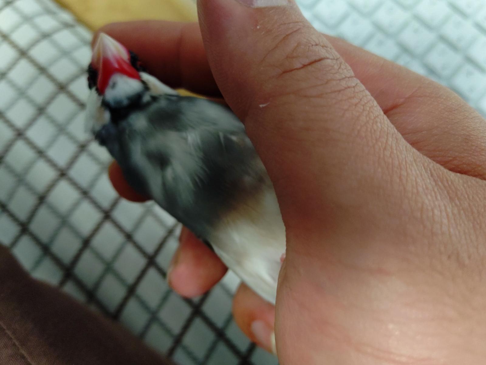 ぶんちゃん ぶんちゃん