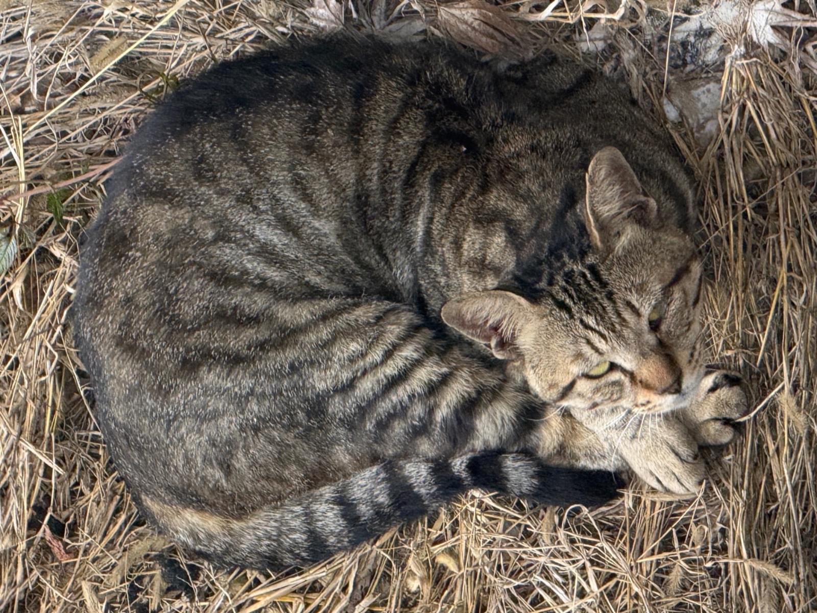 目撃された猫