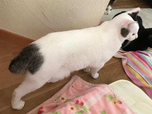 サムちゃん サムちゃん