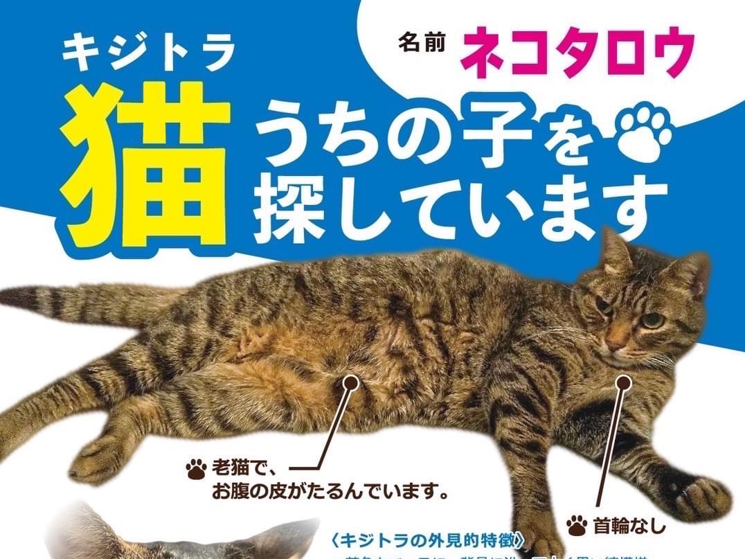 ねこたろうちゃん ねこたろうちゃん