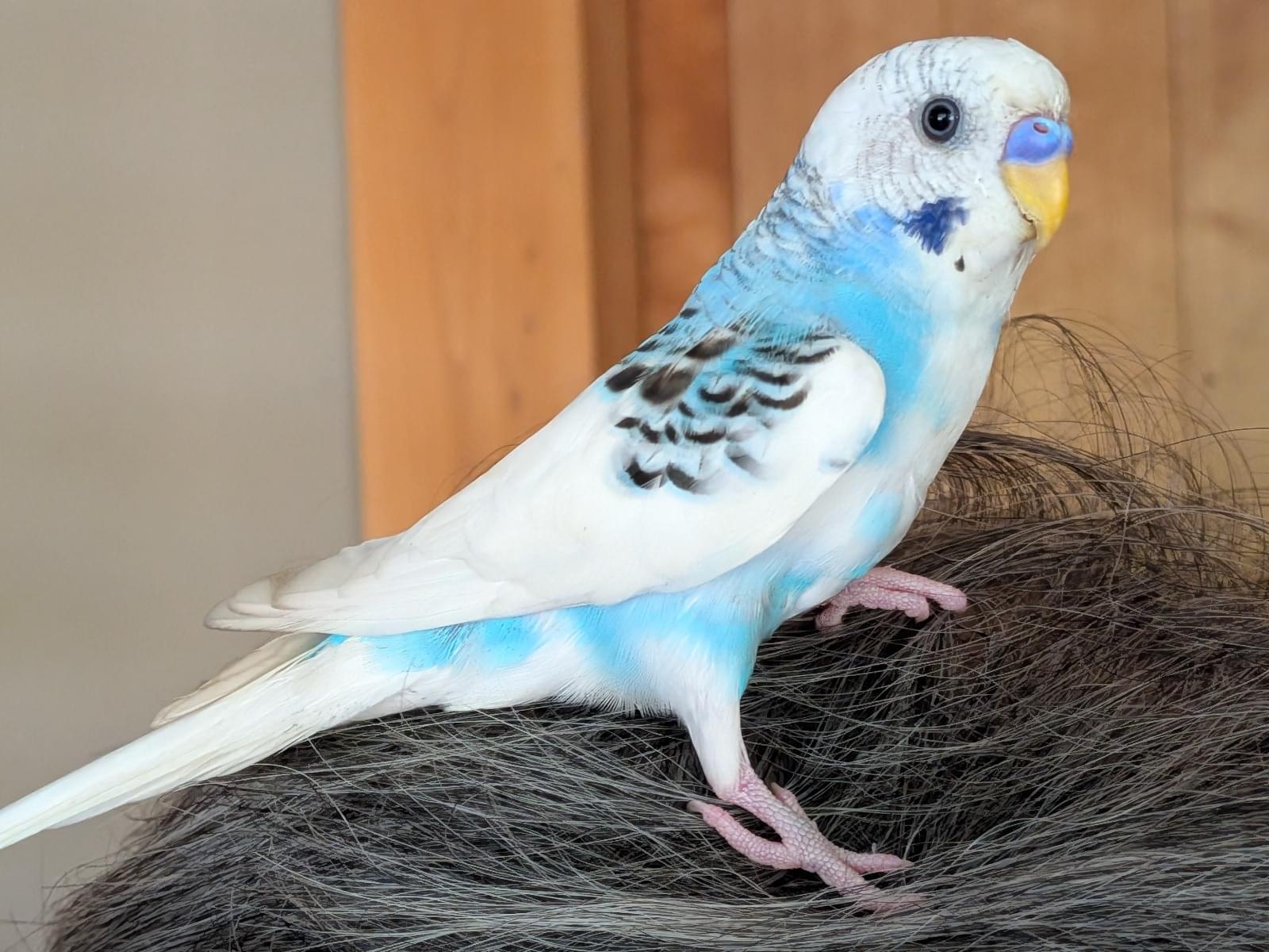 保護された鳥