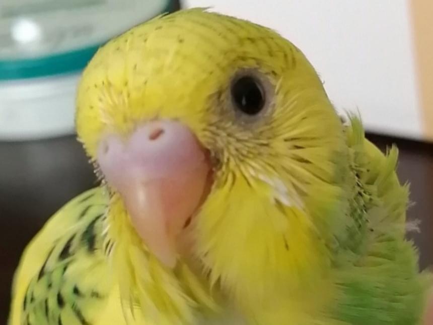 バォバォちゃん バォバォちゃん