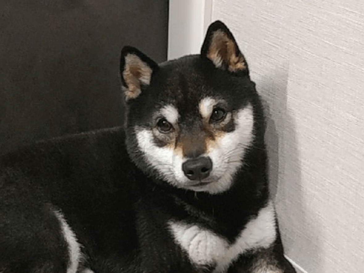 まめちゃん まめちゃん
