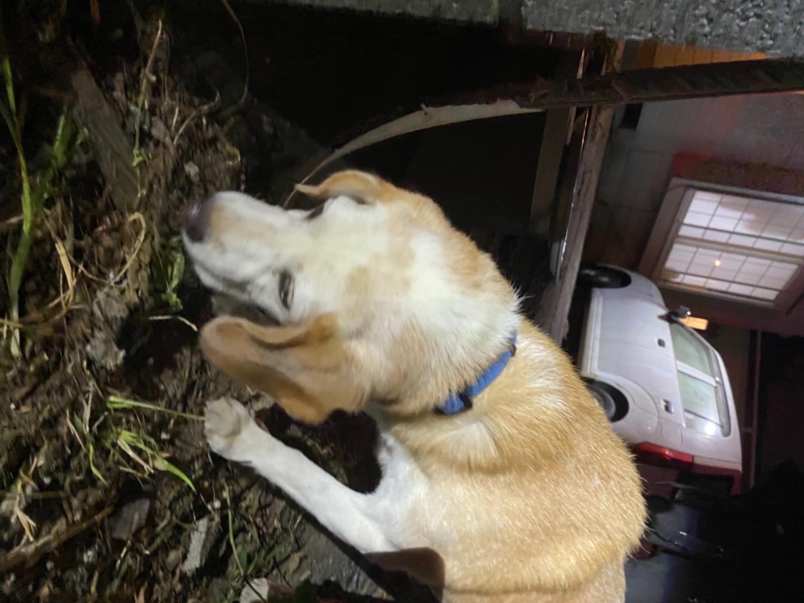 保護された犬 保護された犬