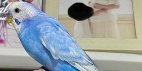 セキセインコ 水色のセキセイインコを逃してしまい探してます