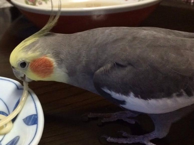 ピオちゃん ピオちゃん