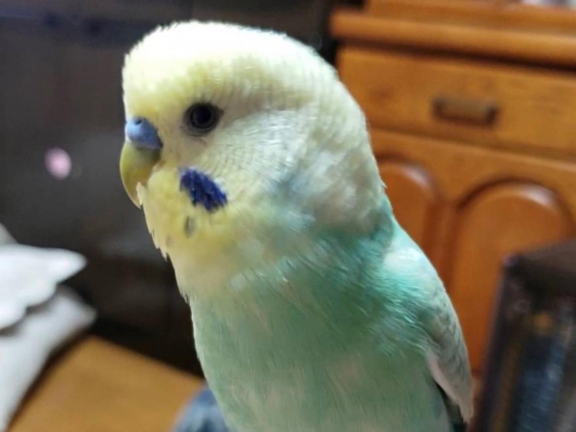 ピーちゃん ピーちゃん
