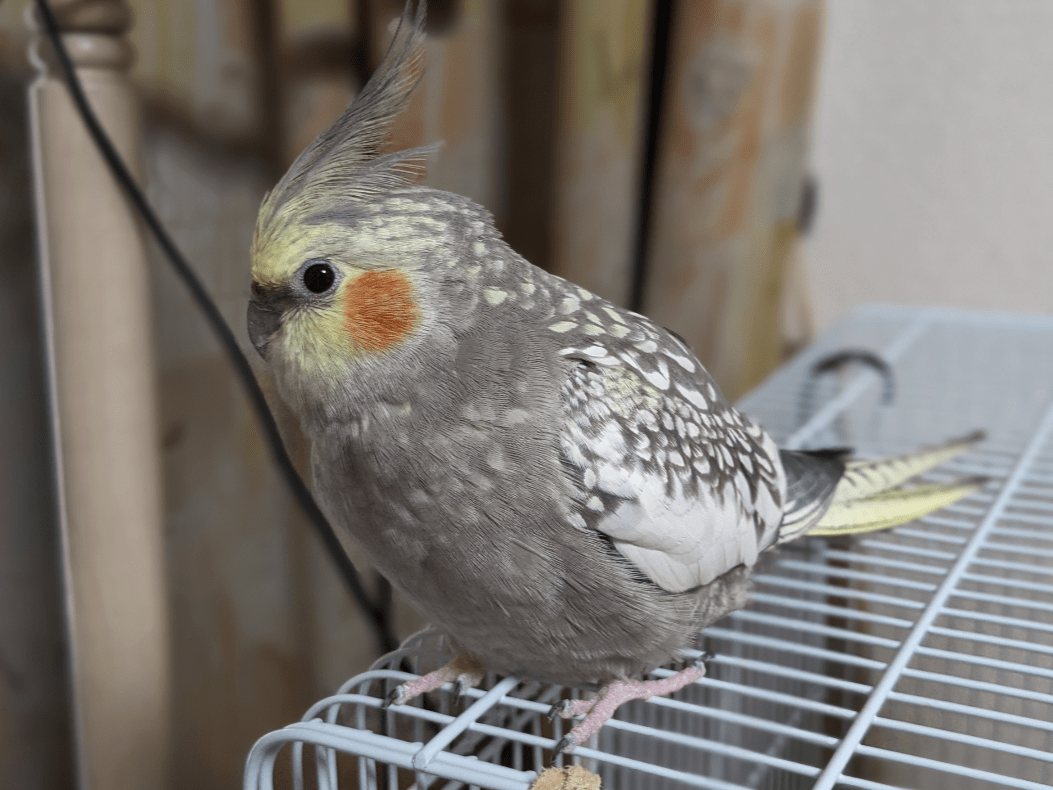 ピーちゃん ピーちゃん