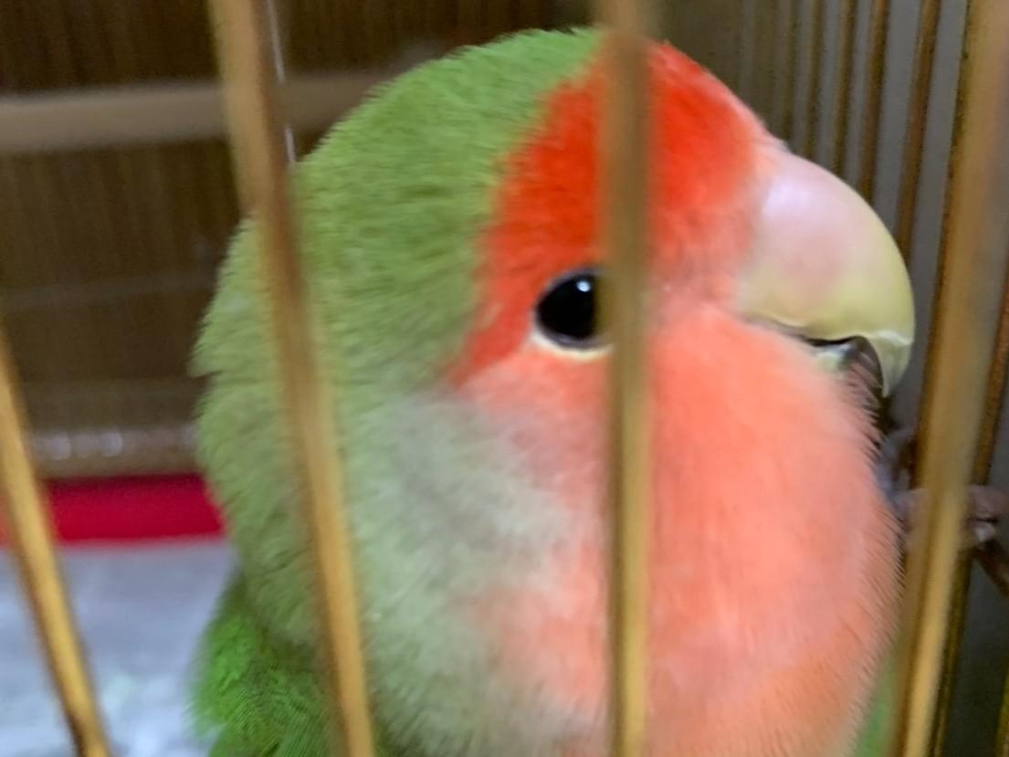 ラブちゃん ラブちゃん