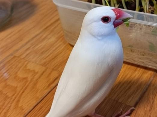 しろちゃん しろちゃん