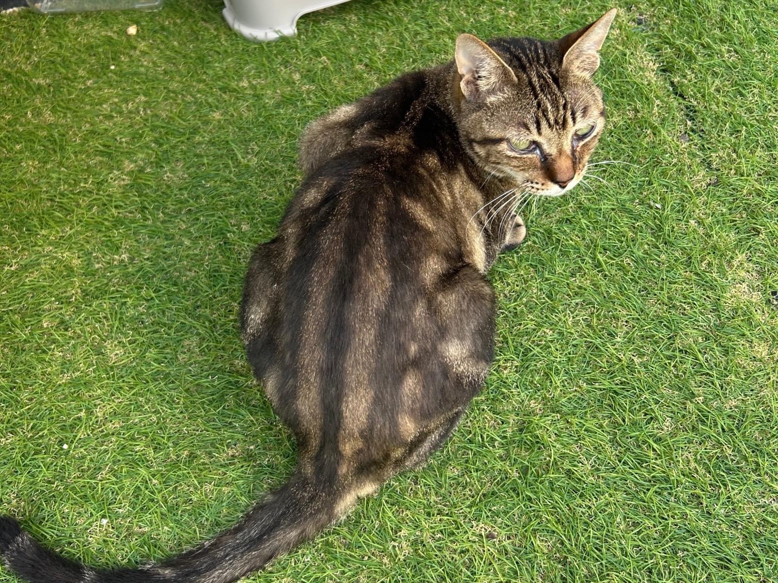 目撃された猫 目撃された猫