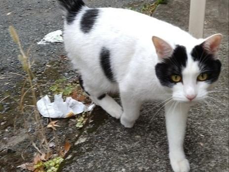 目撃された猫