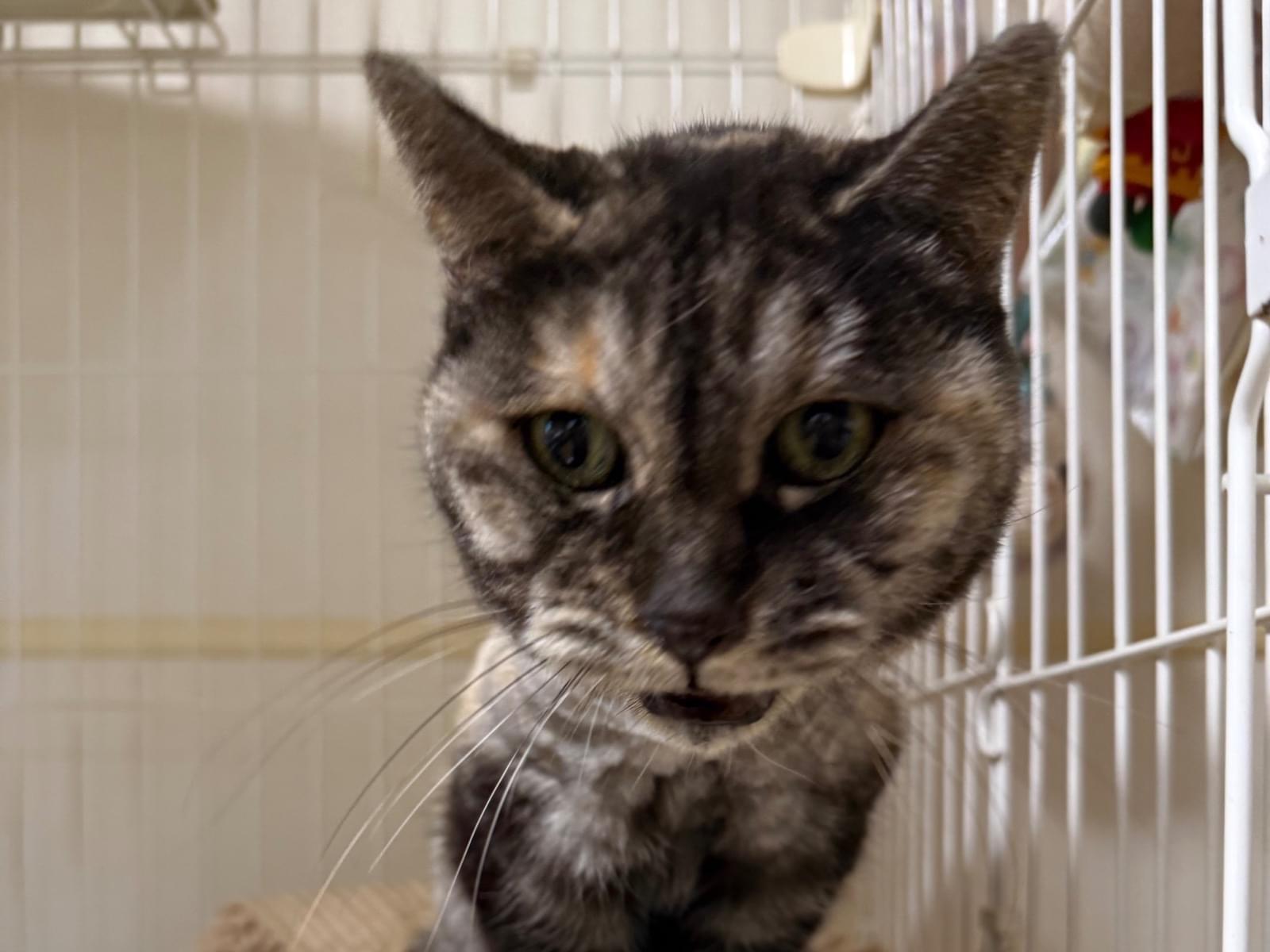 保護された猫 保護された猫