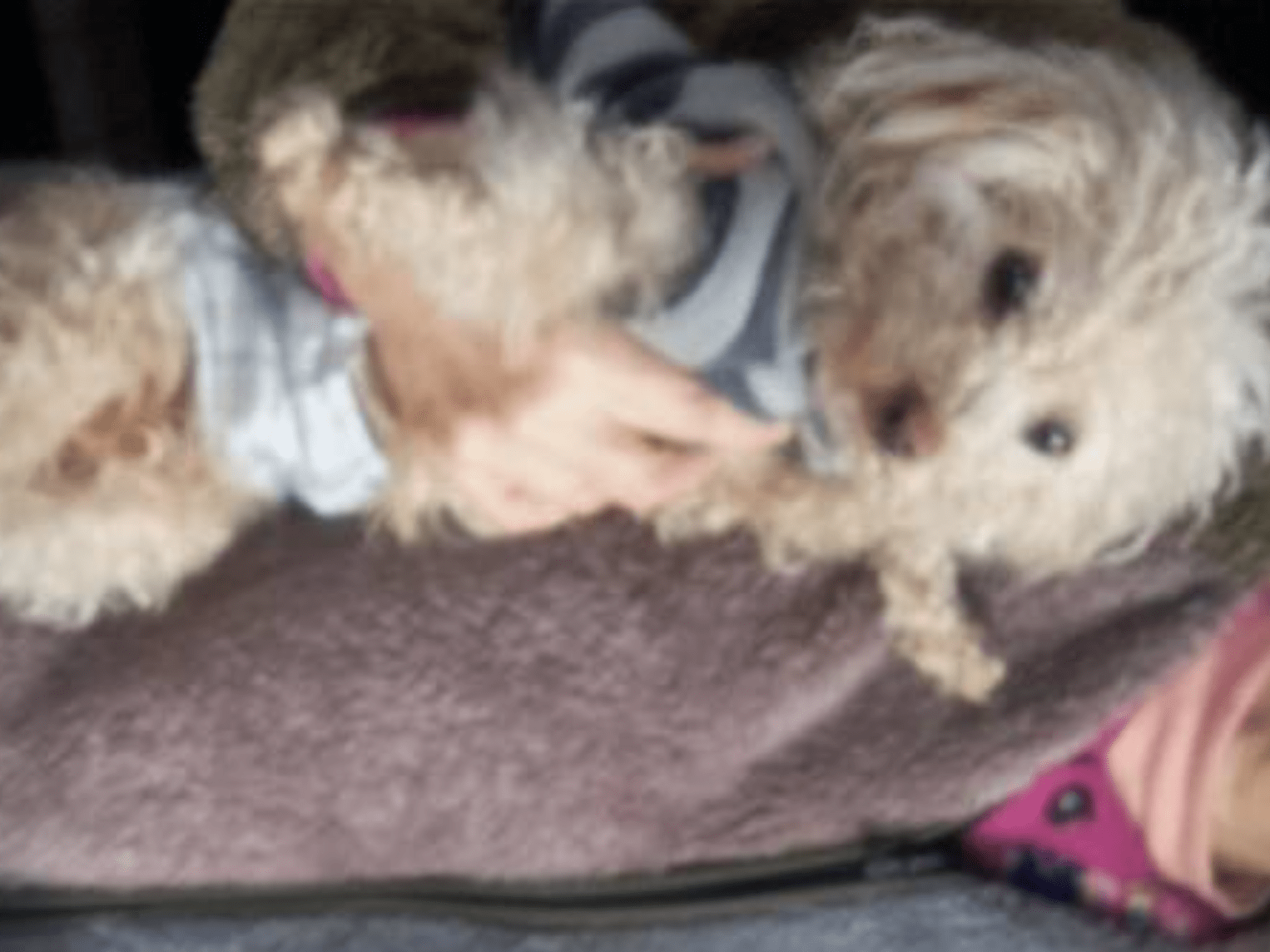 ユタくんちゃん