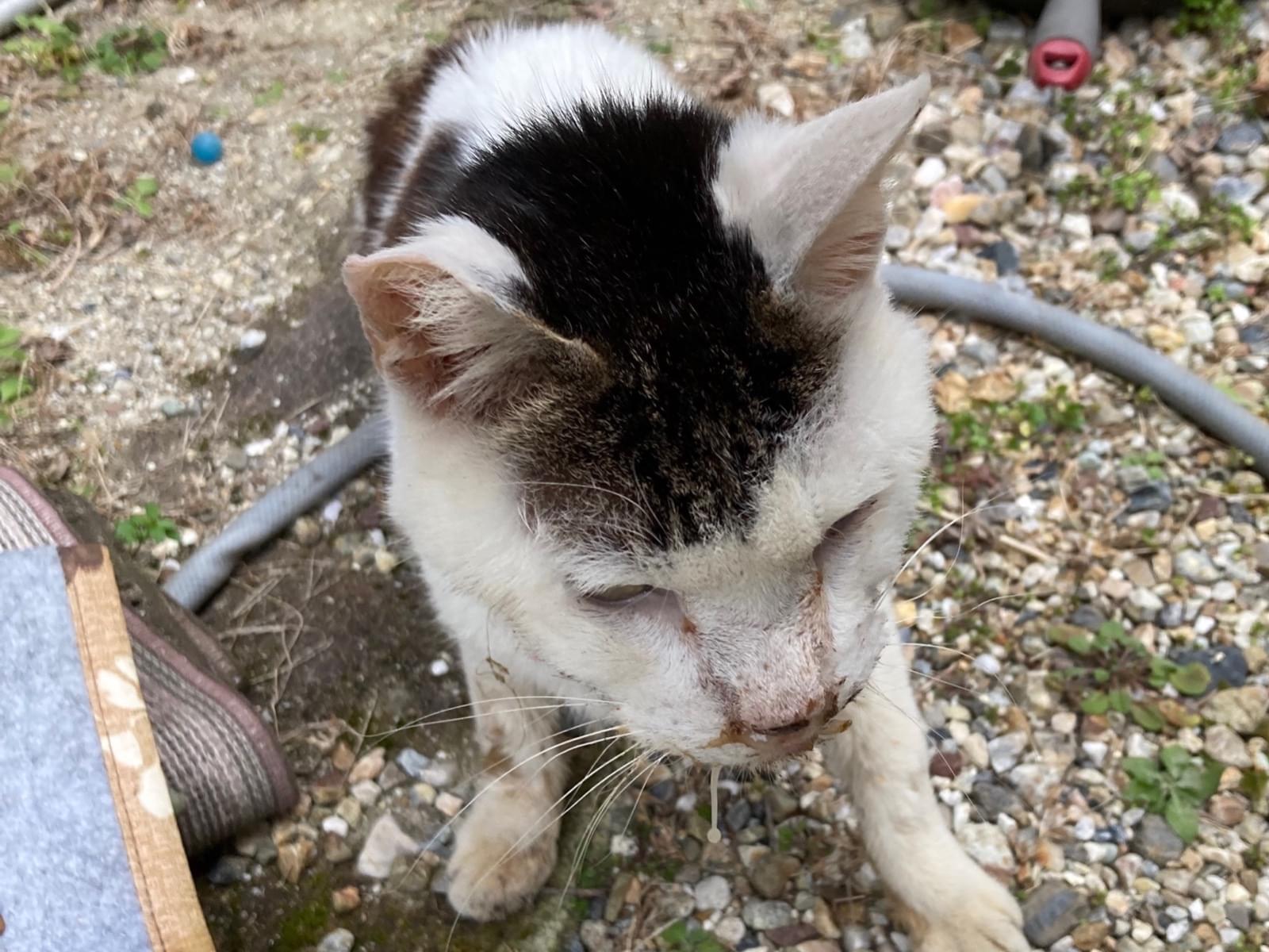目撃された猫 目撃された猫