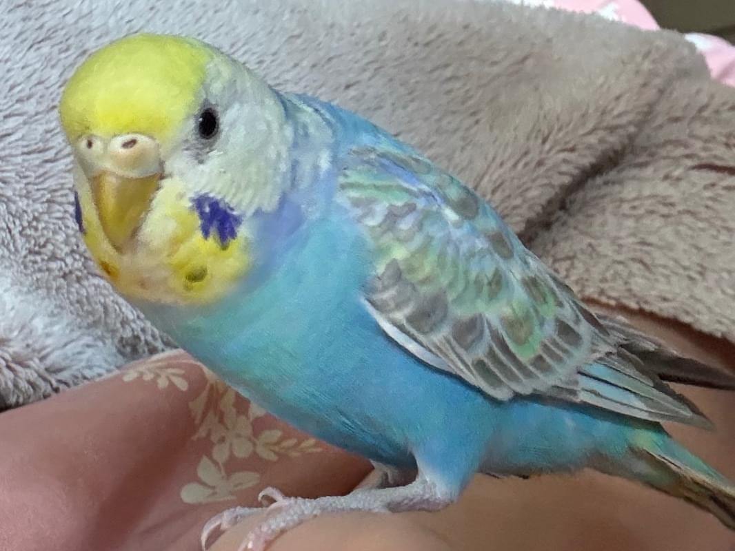 ピヨちゃん ピヨちゃん