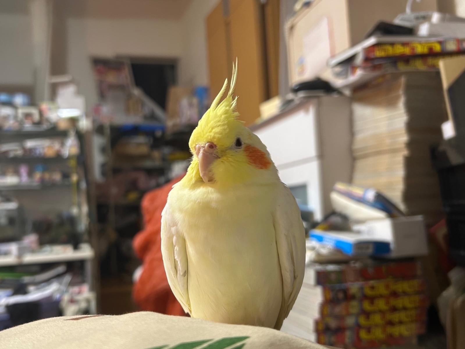 おこめちゃん おこめちゃん