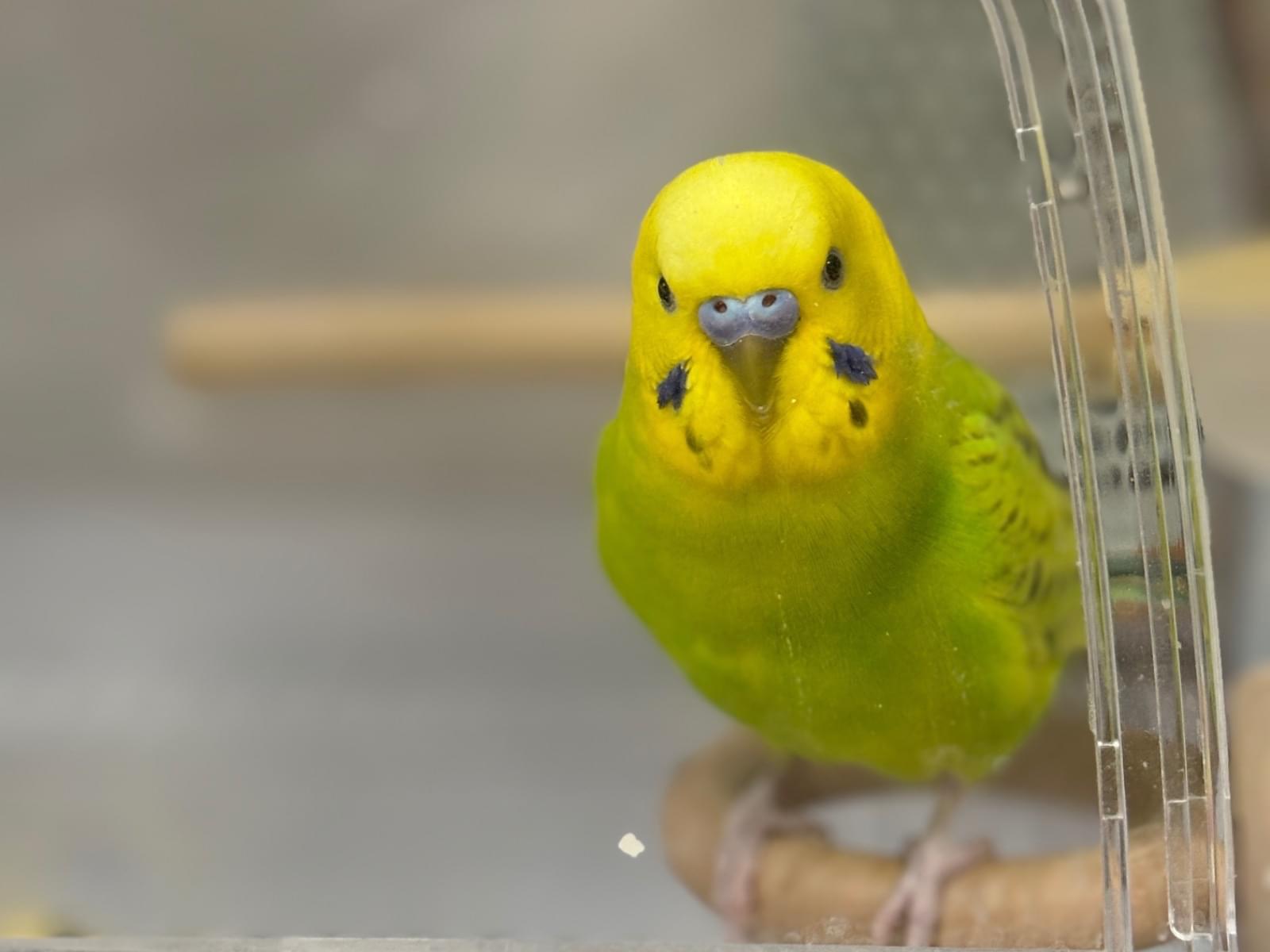 きぴちゃん きぴちゃん