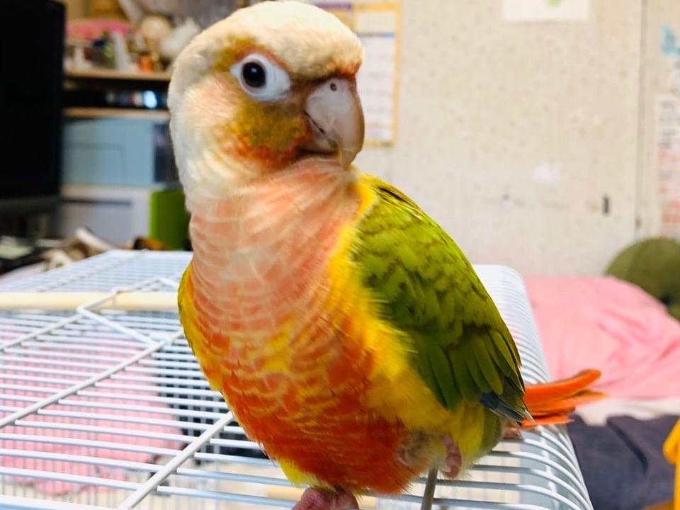 ピーちゃん ピーちゃん